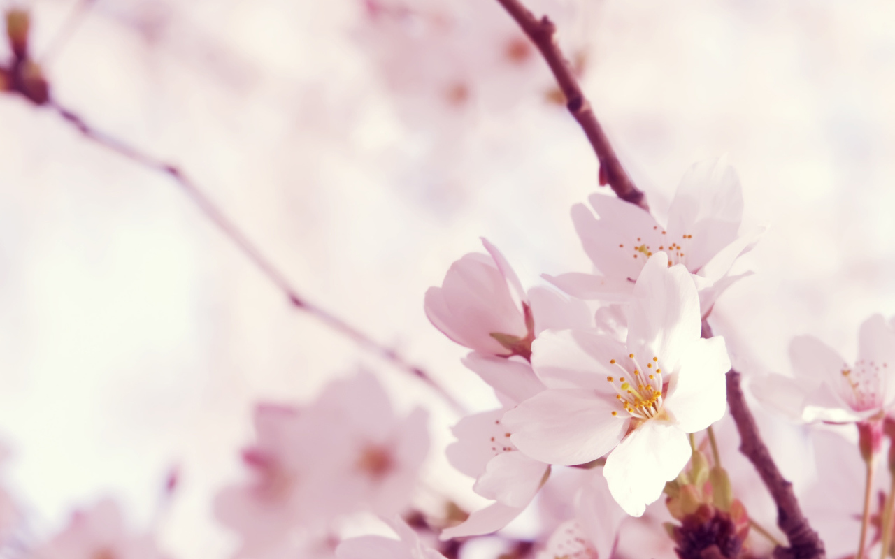 Цветок сакуры на 8 марта