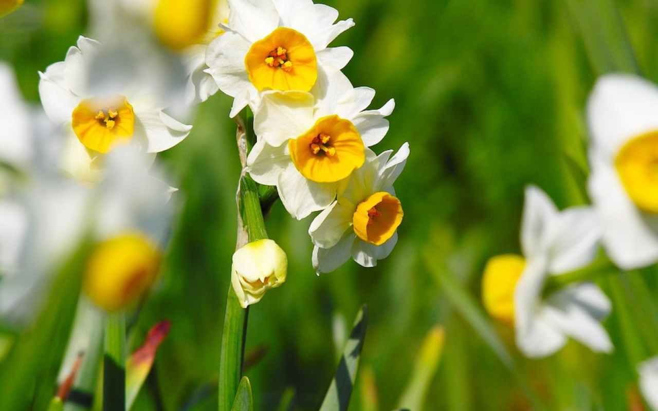 Нарциссы на 8 марта