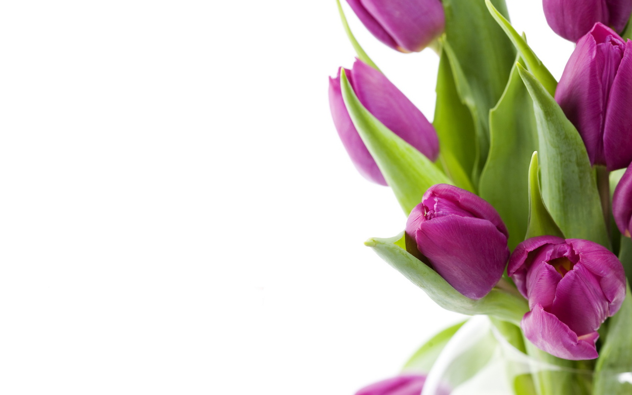 Нежные цветы на 8 марта