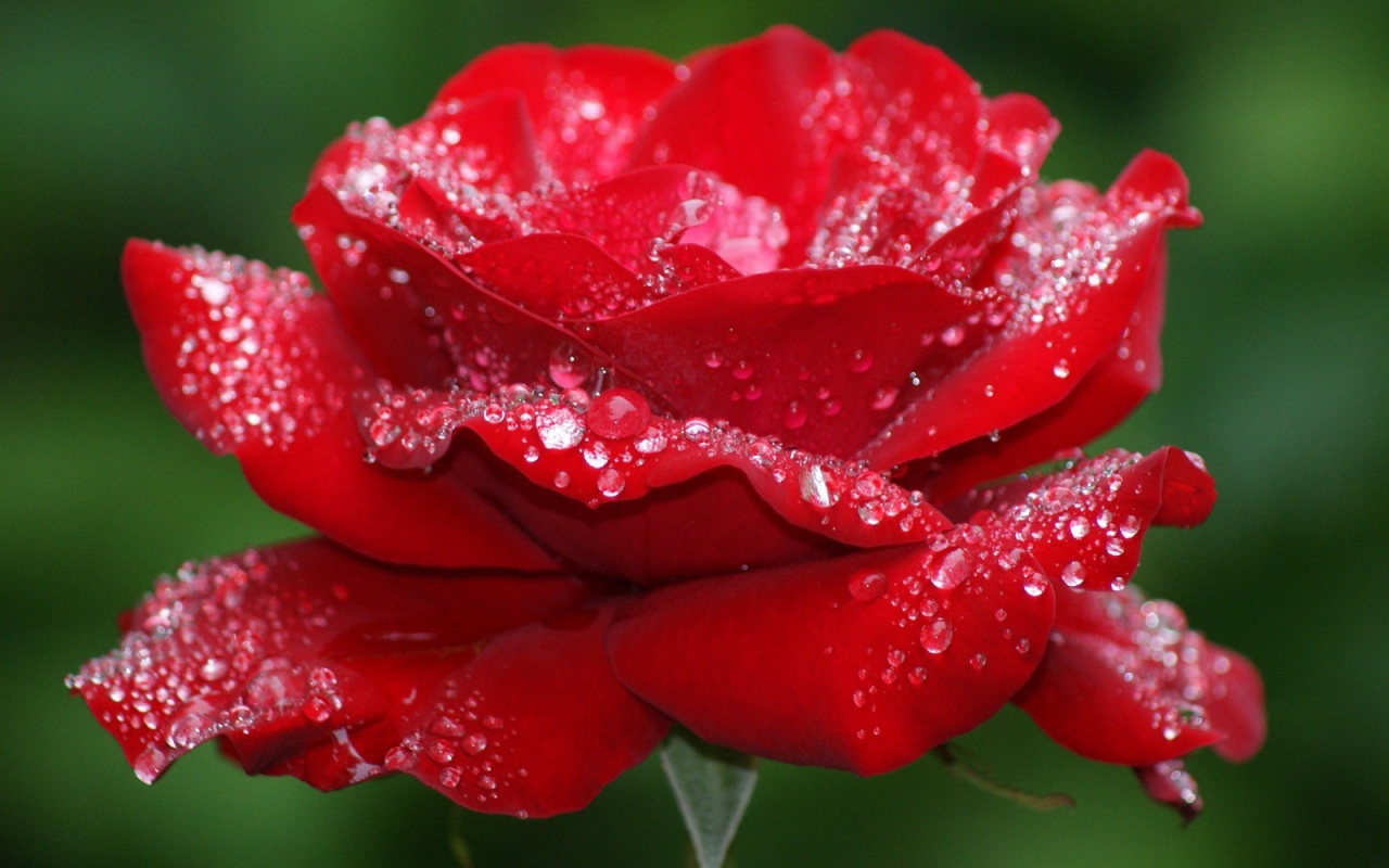 Утрення роза на 8 марта