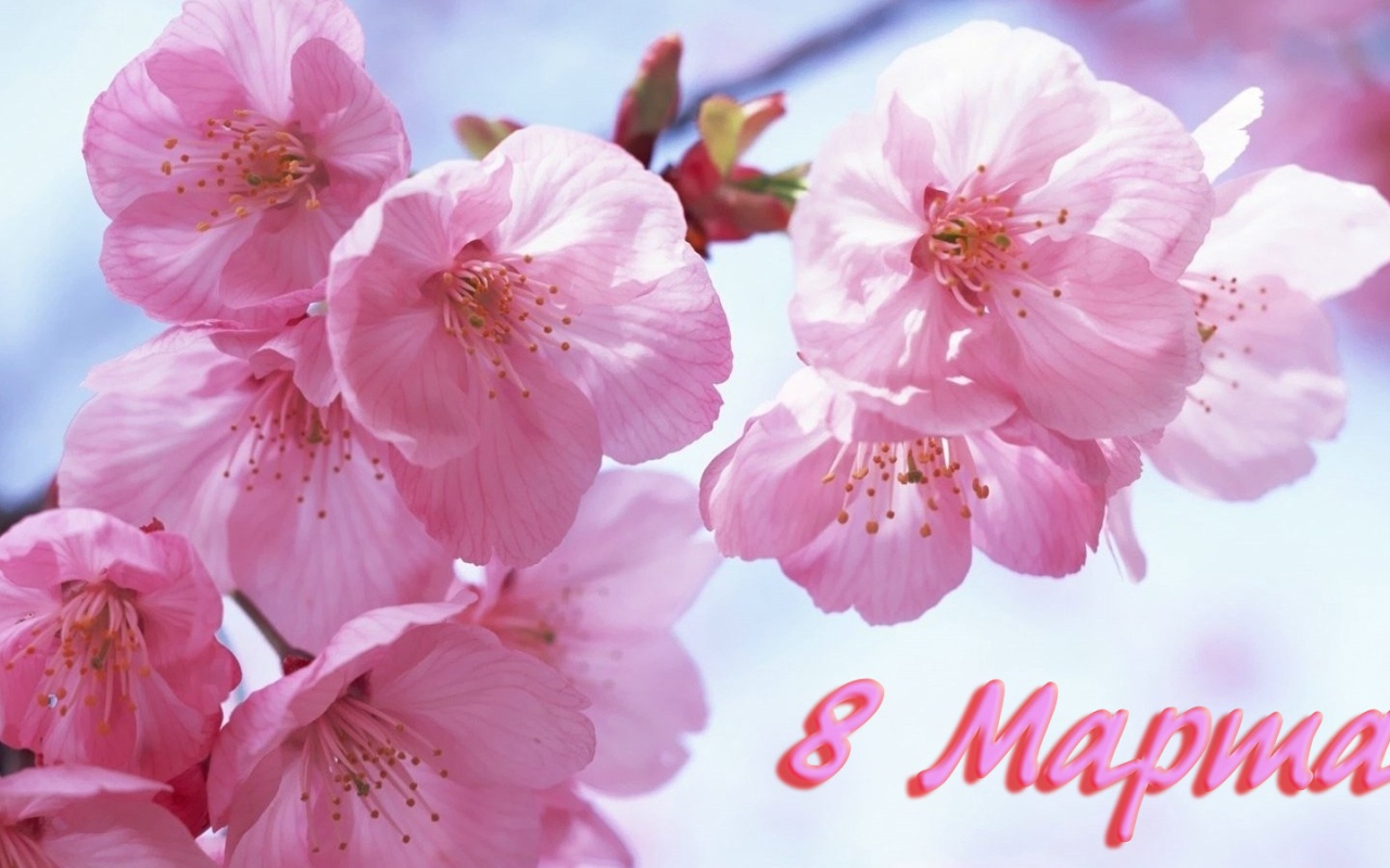 Розовые цветы на 8 марта