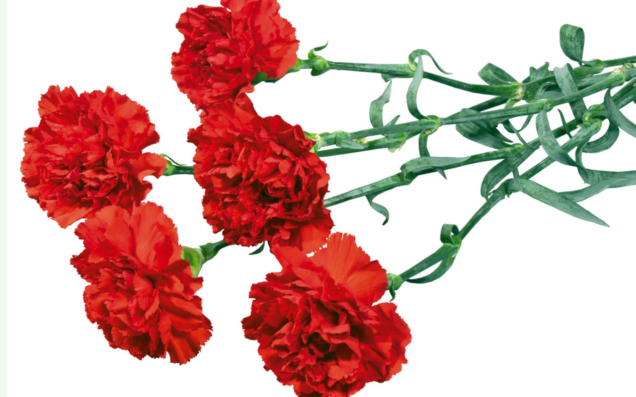 Гвоздики в День Победы 9 мая