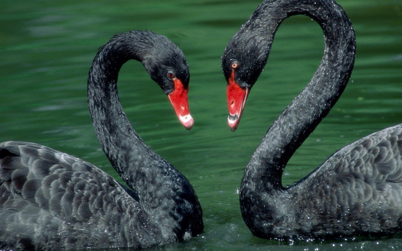 A pair of swans on Valentine's Day February 14