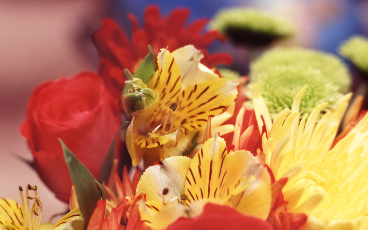 Букет гладиолусов на День знаний 1 сентября