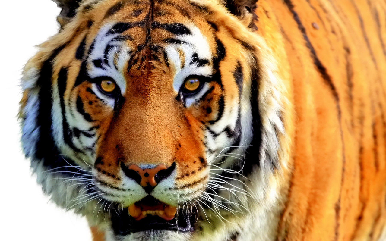  Полосатый рейс