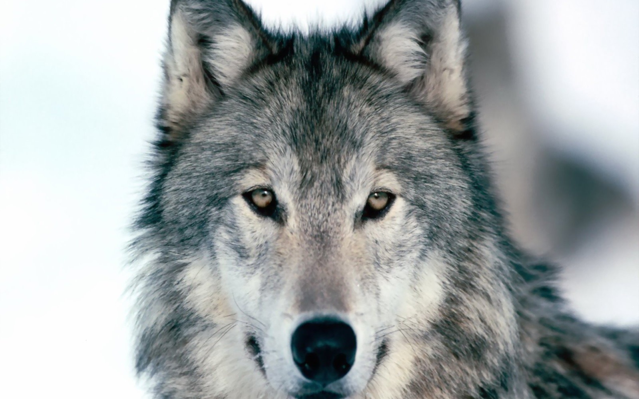 Весьегонская волчица