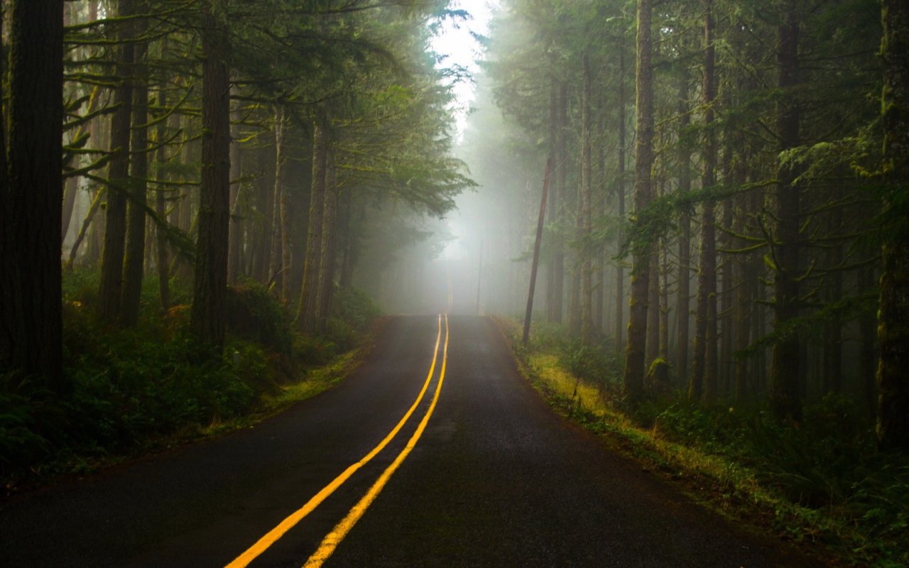 Туман в лесу