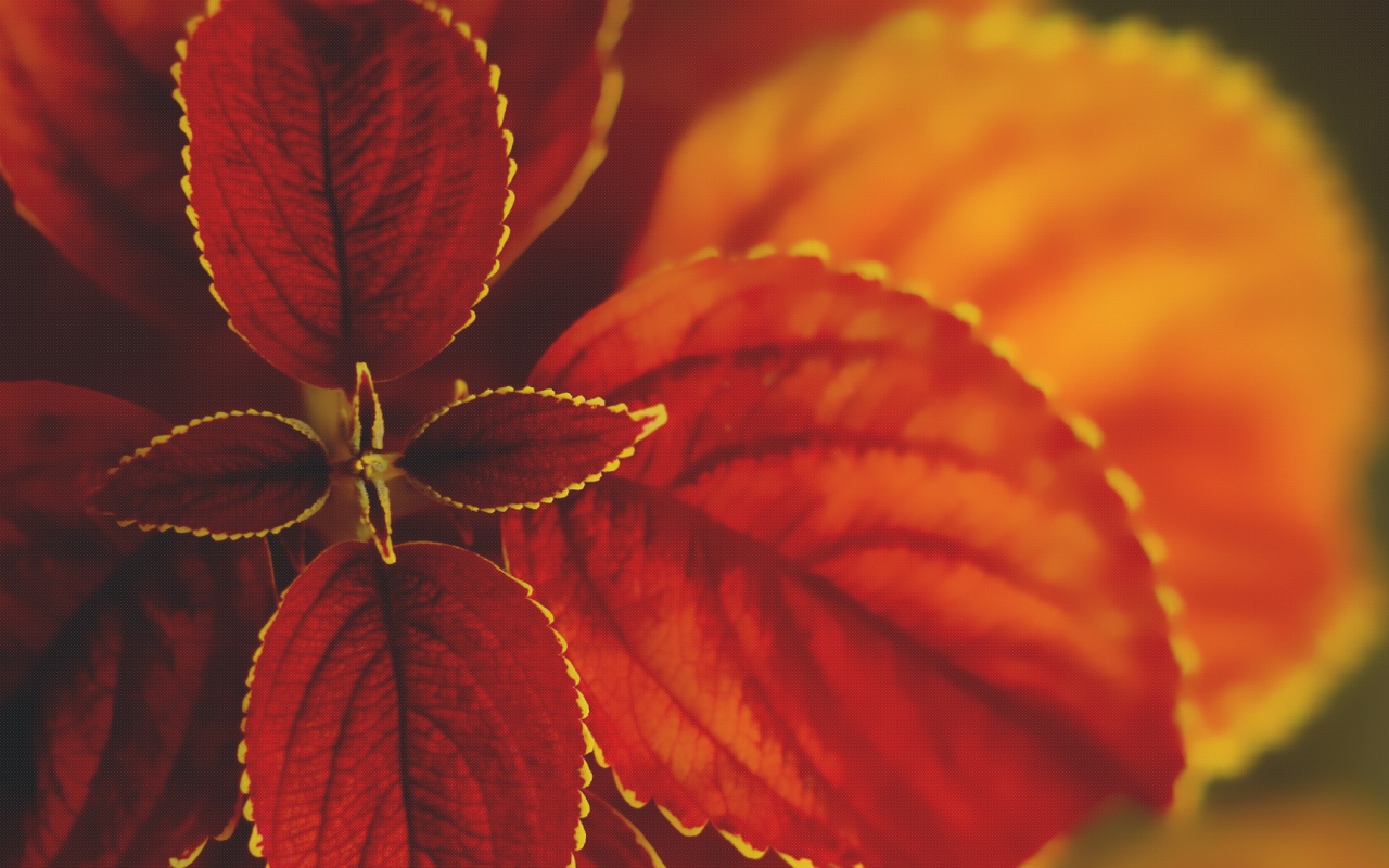 Макро природа