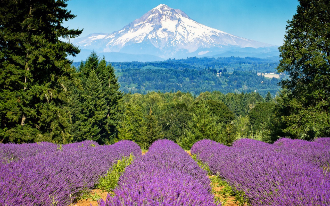 Mногоцветие долин и гор