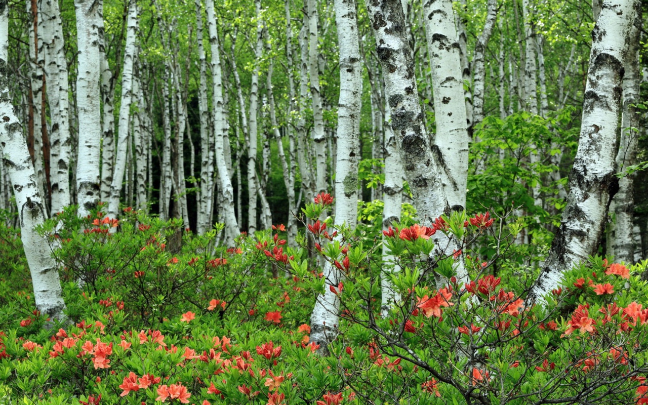 Берёзы среди розовых листъев