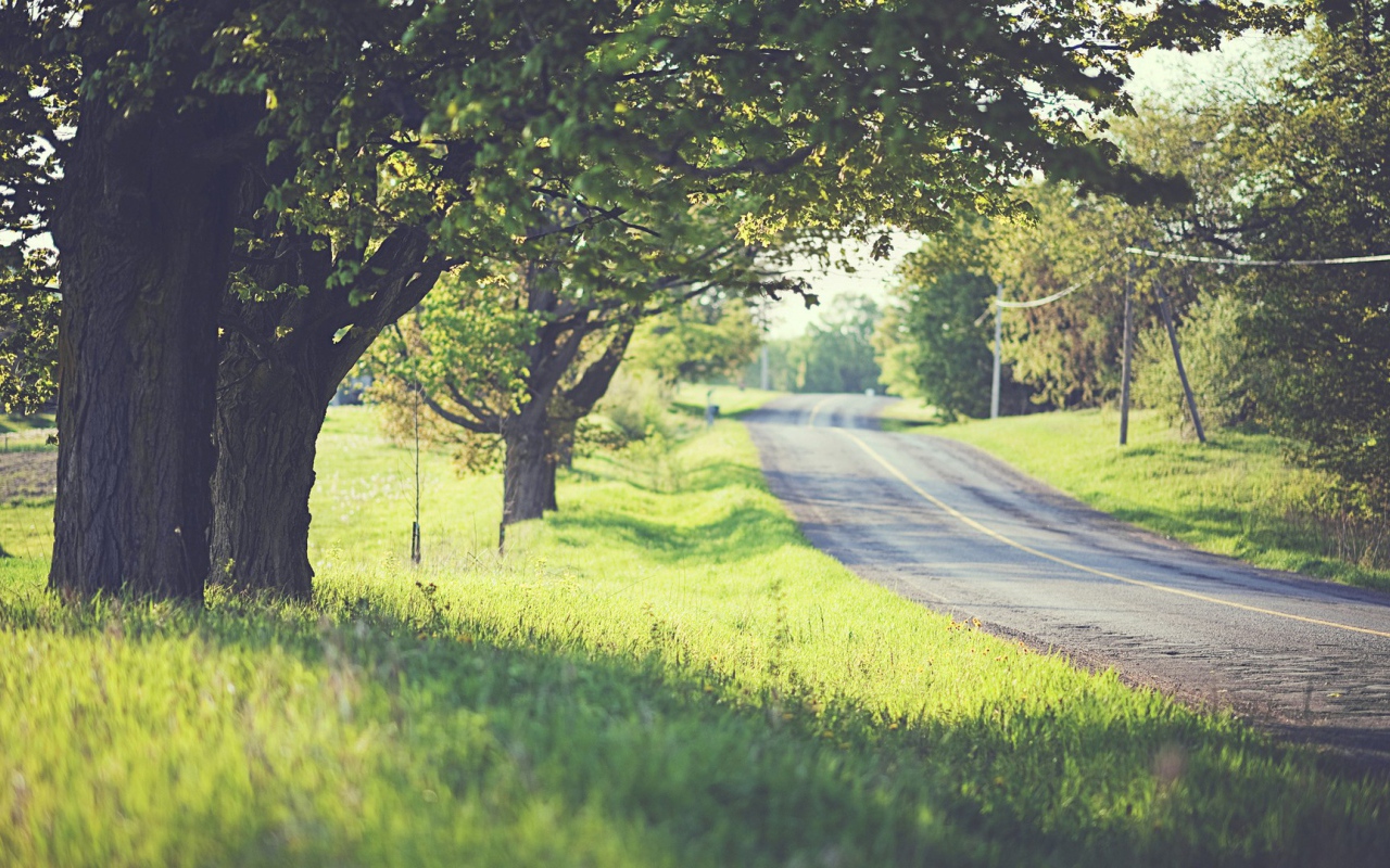 Дорога среди деревьев