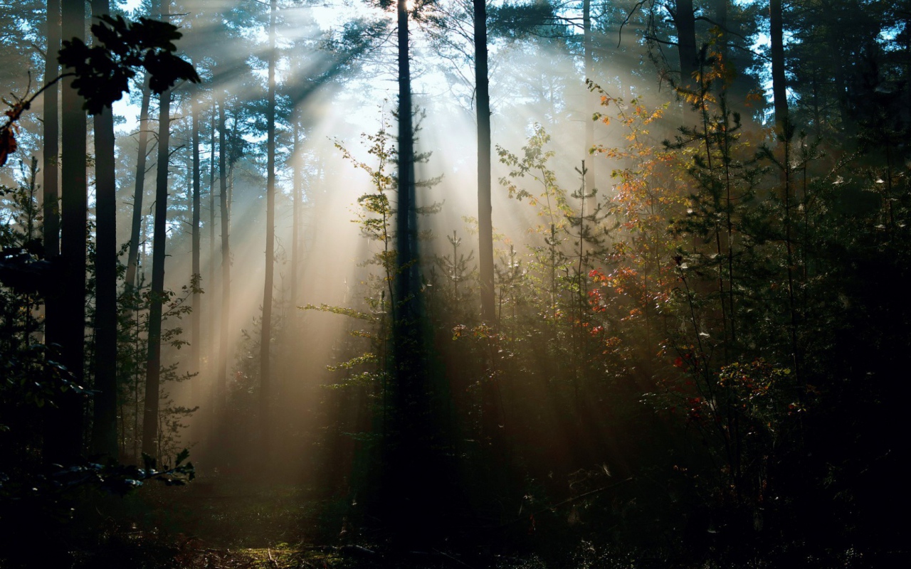 Cолнце леса