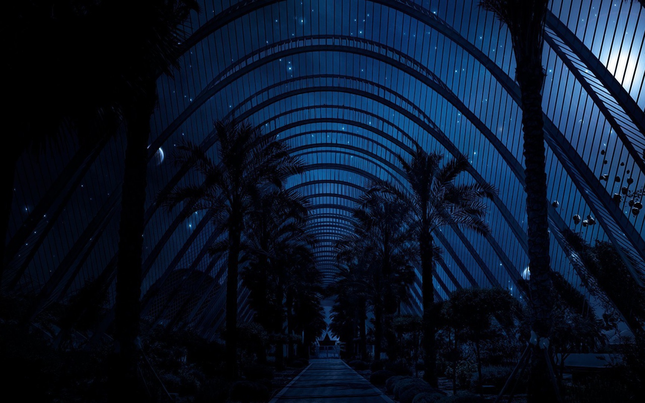 Ночное небо над пальмами