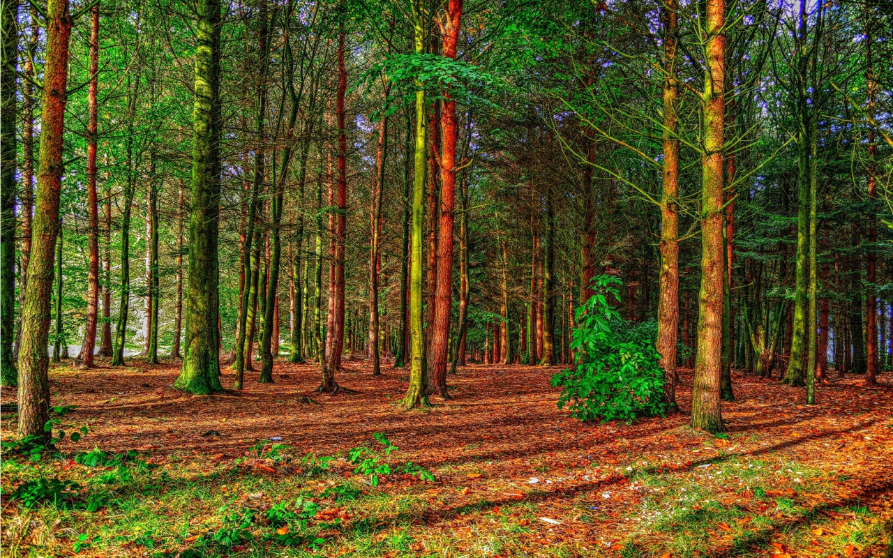 Деревья в весеннем лесу