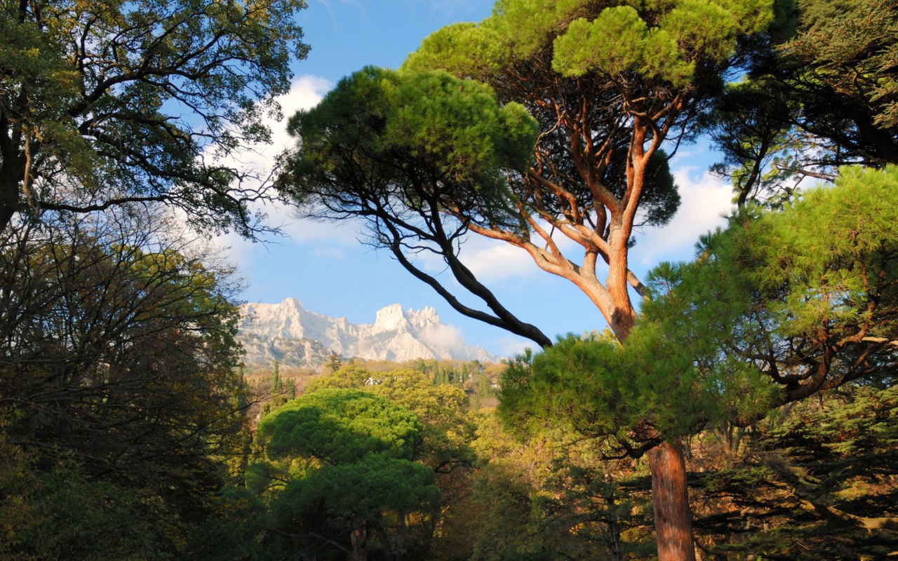 Белые вершины гор