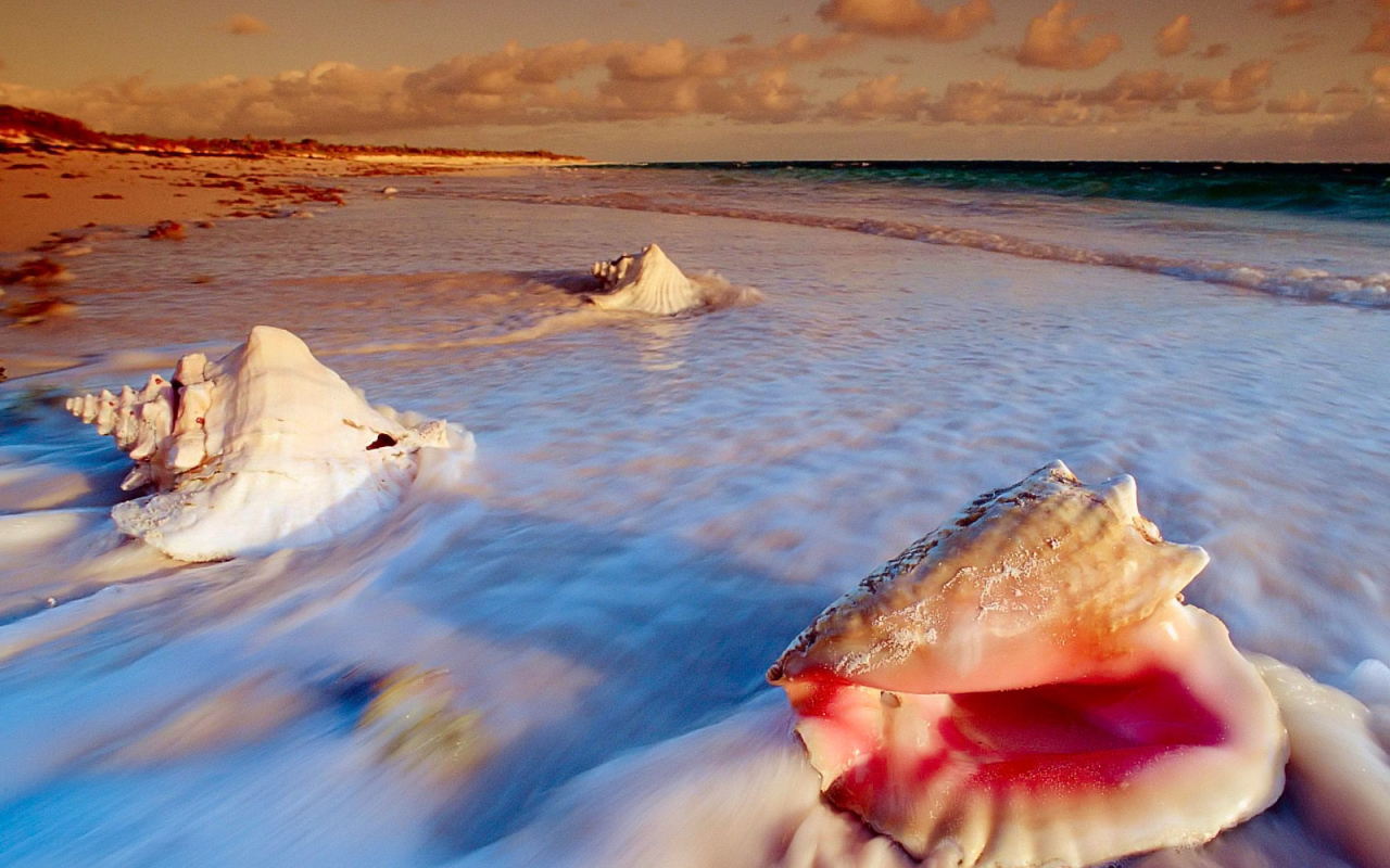 	   Shells on the beach