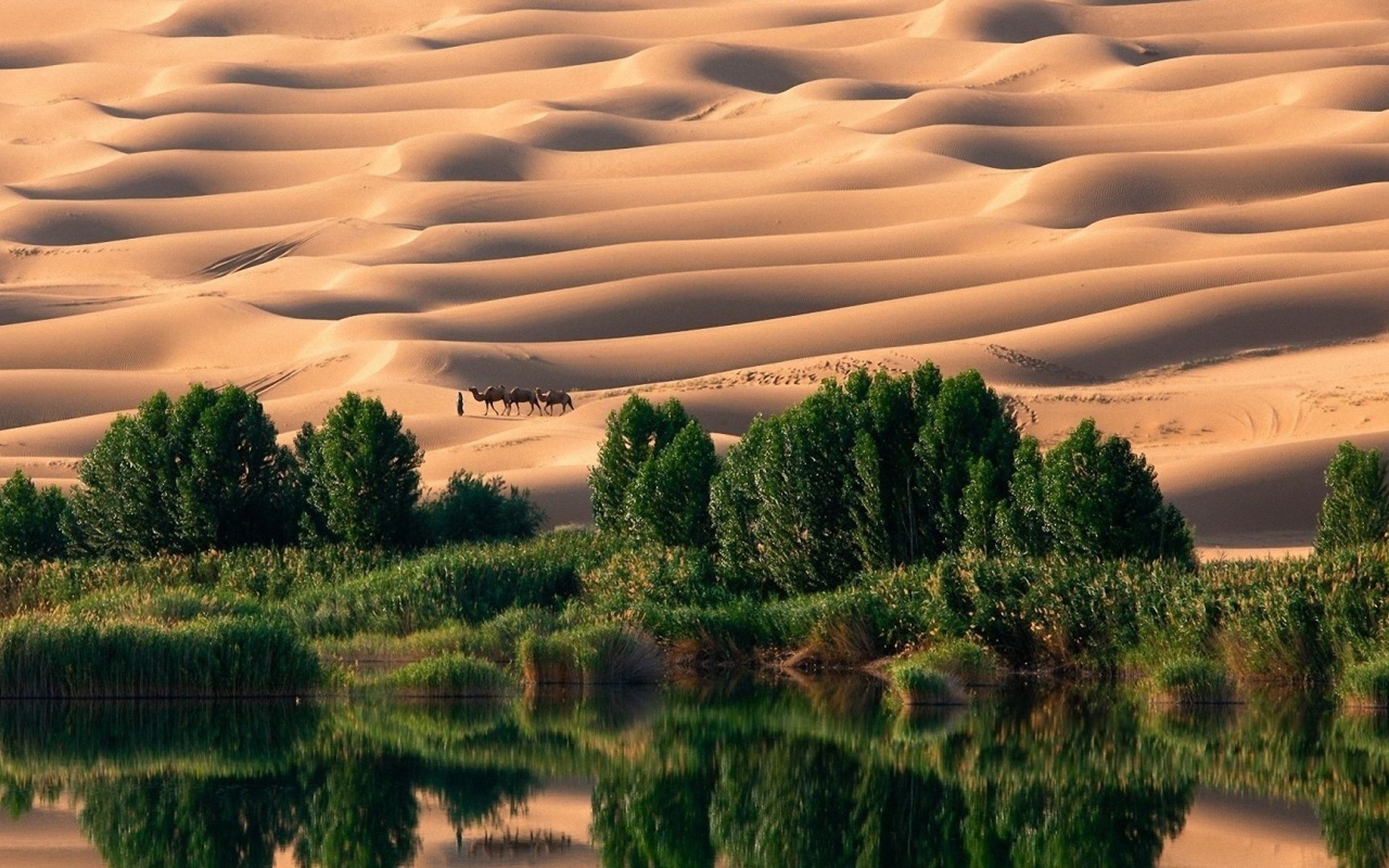 Оазис в пустыне