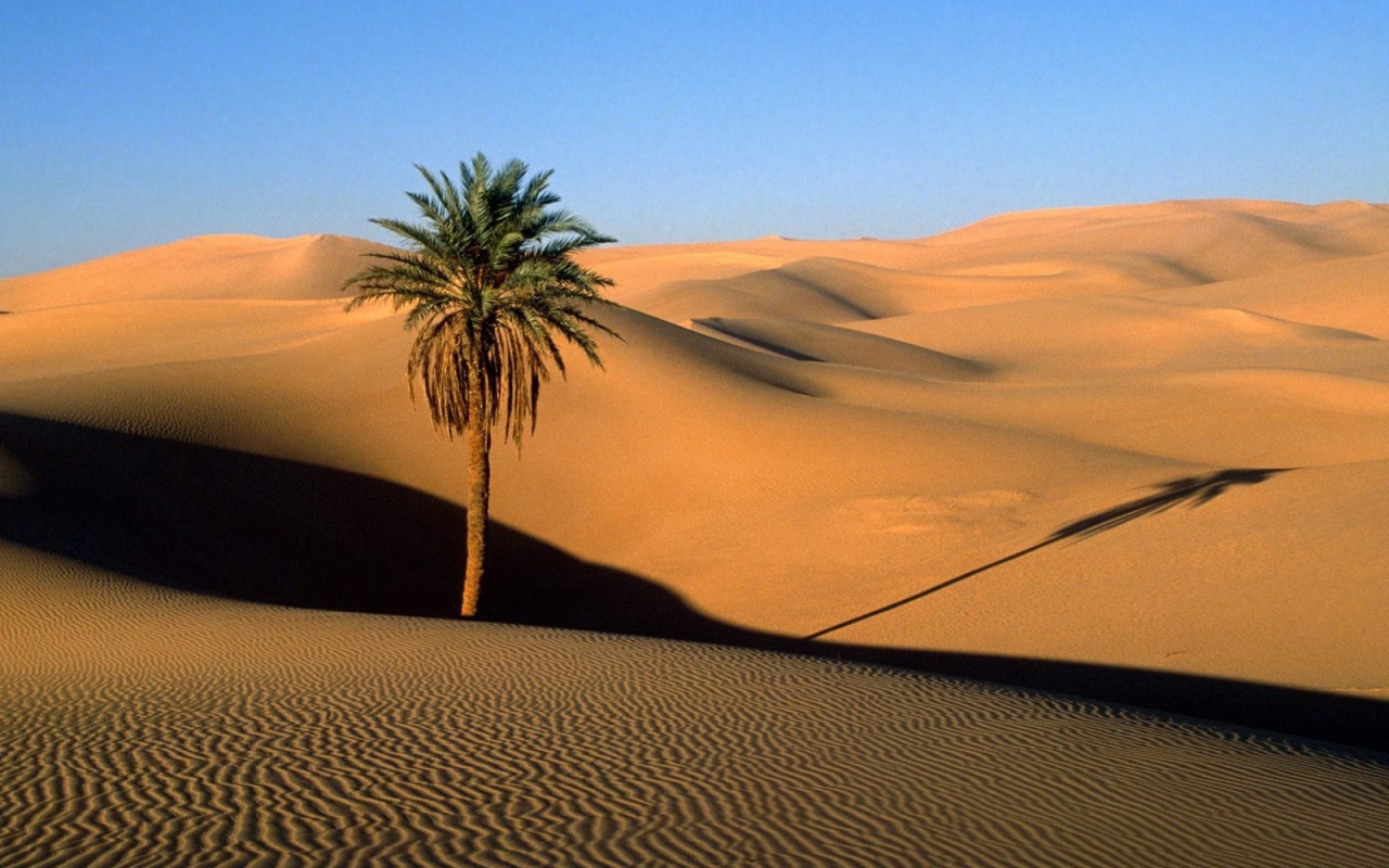 Дерево в пустыне