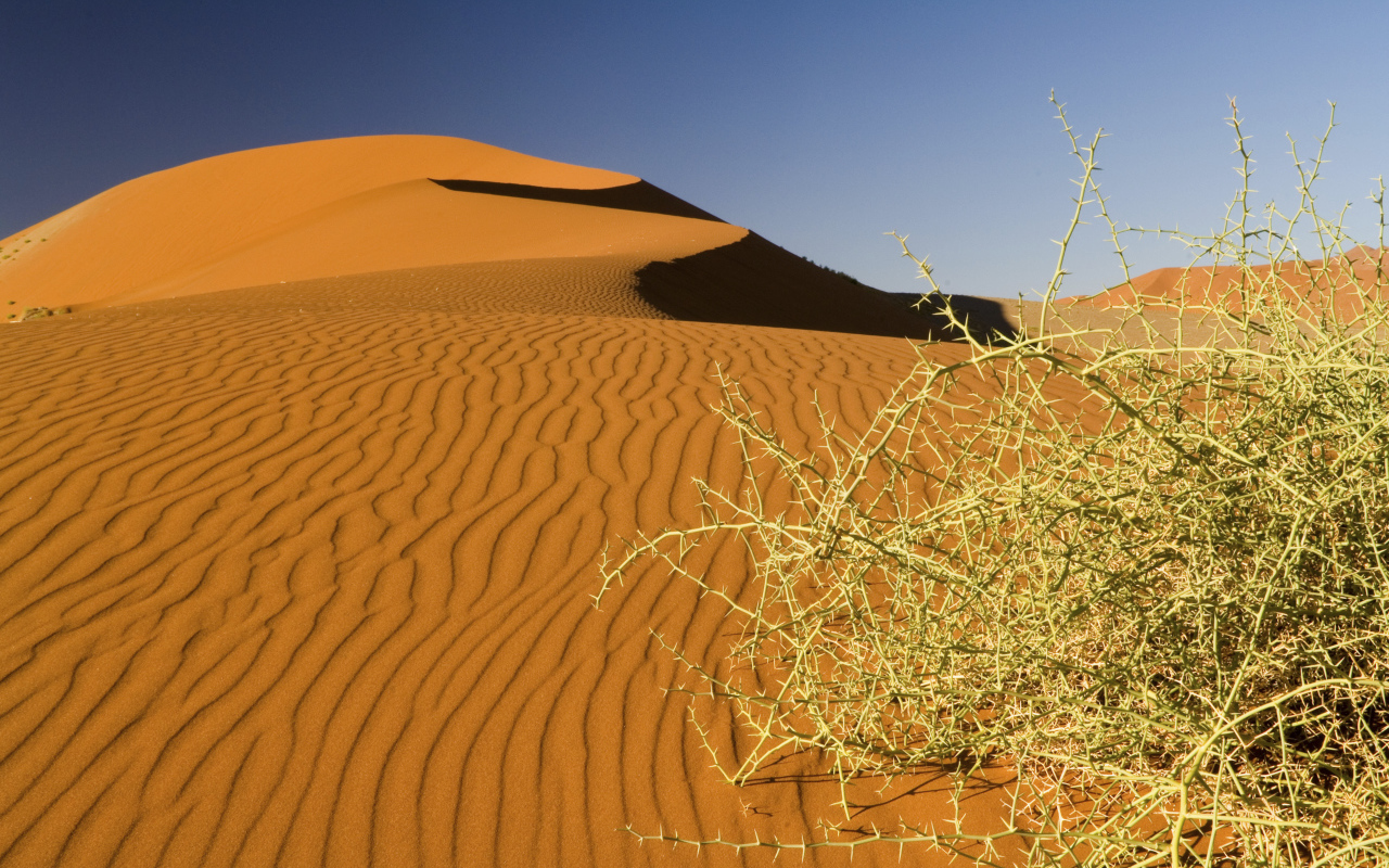 Дикая пустынная колючка