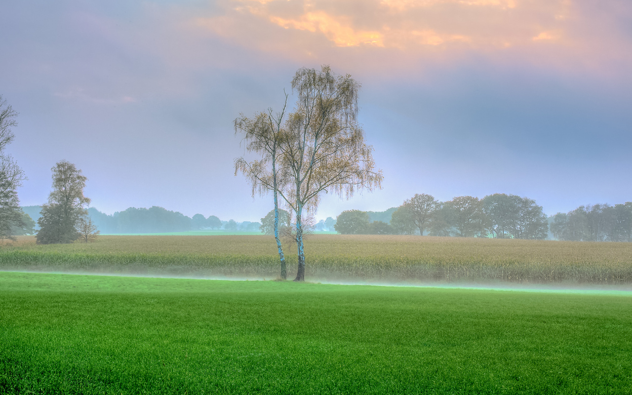 Туман над полем