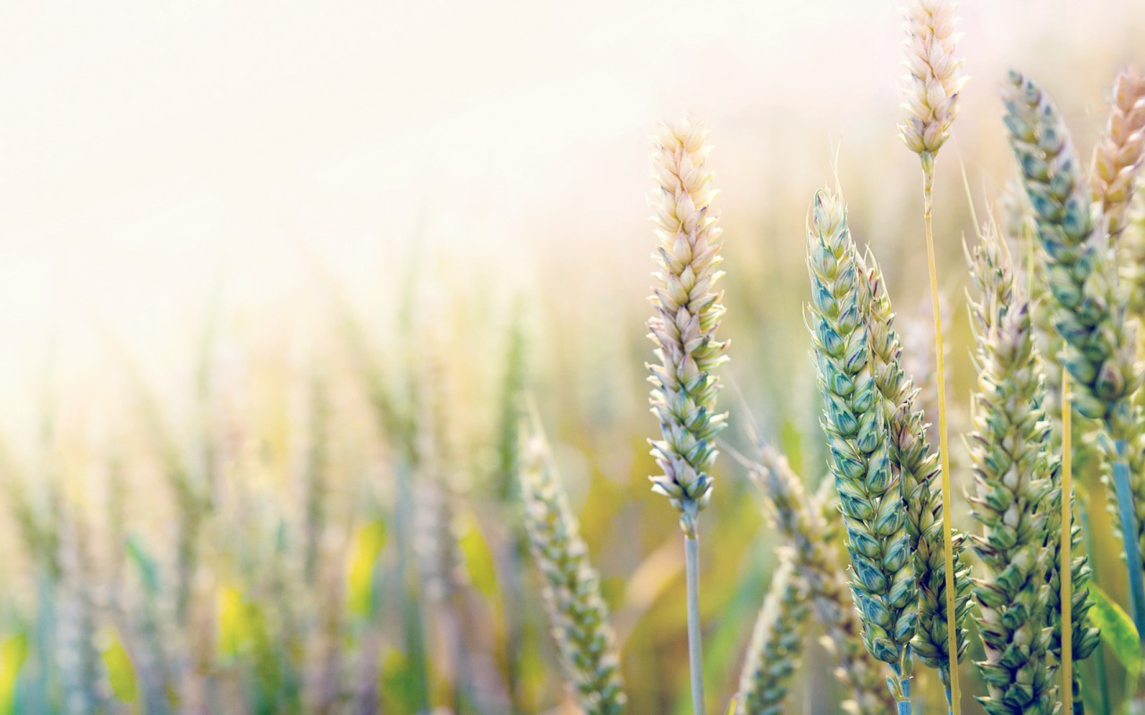 Незрелая пшеница