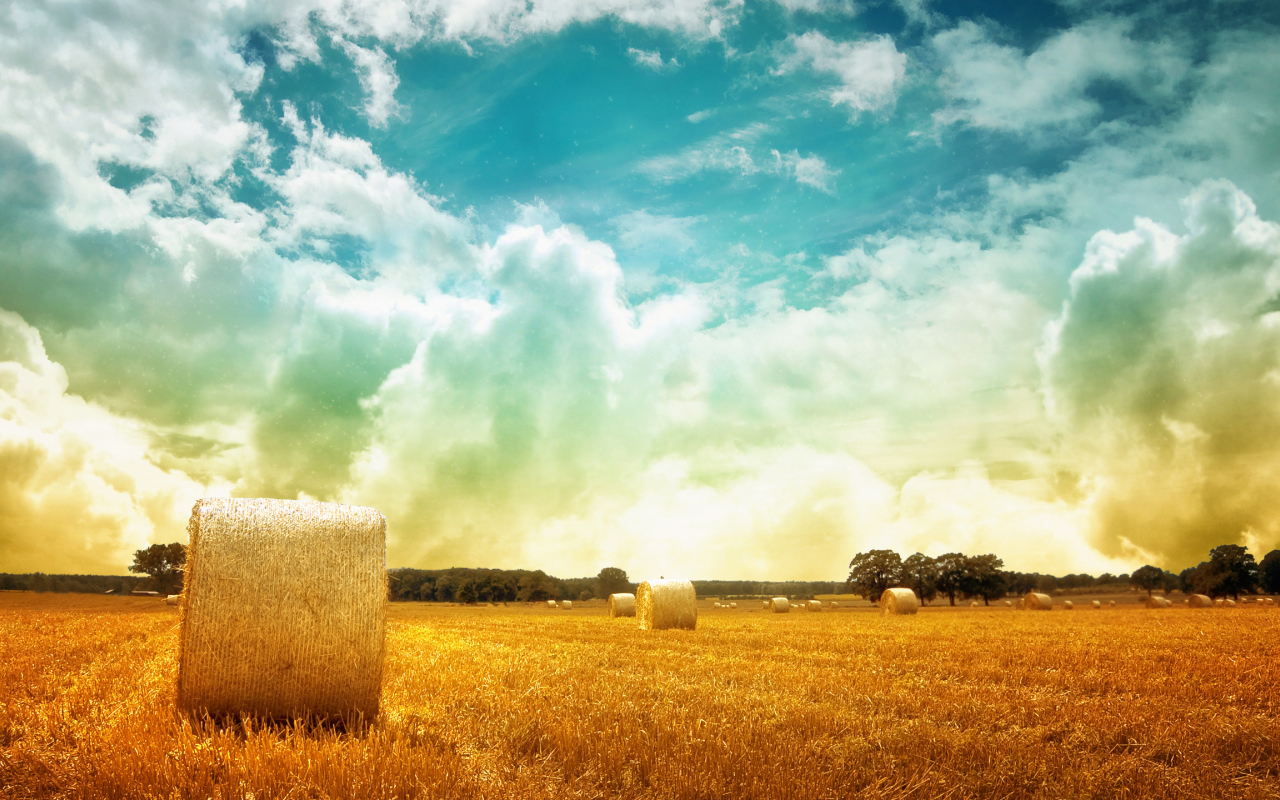 Скошенное поле