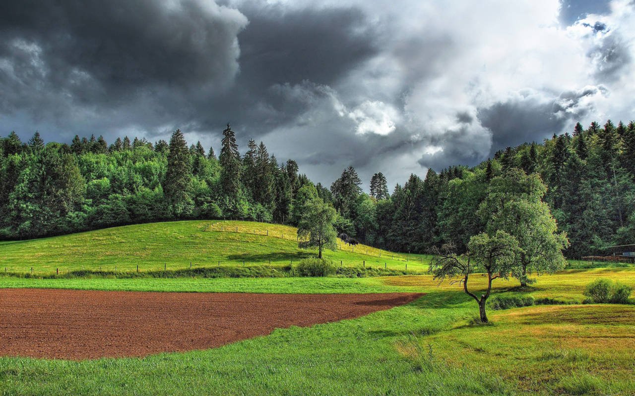 Поле на опушке леса