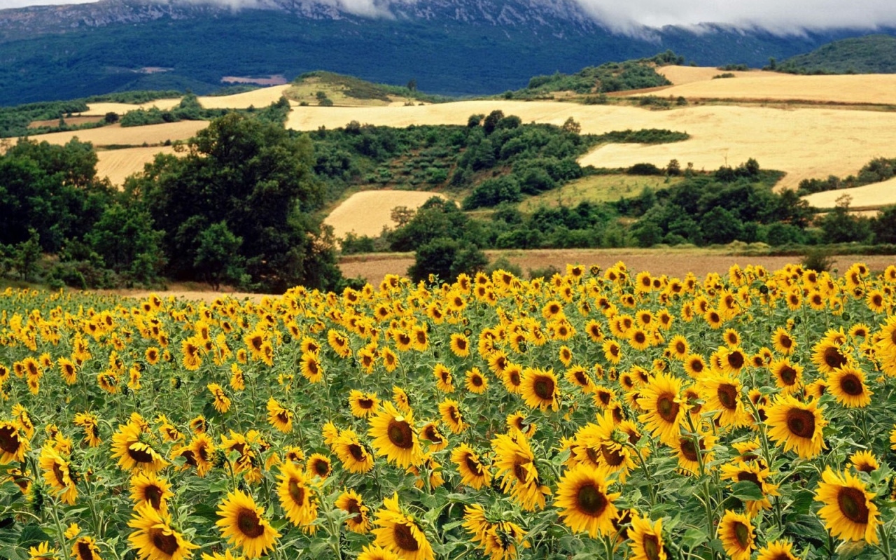 Поле подсолнечника