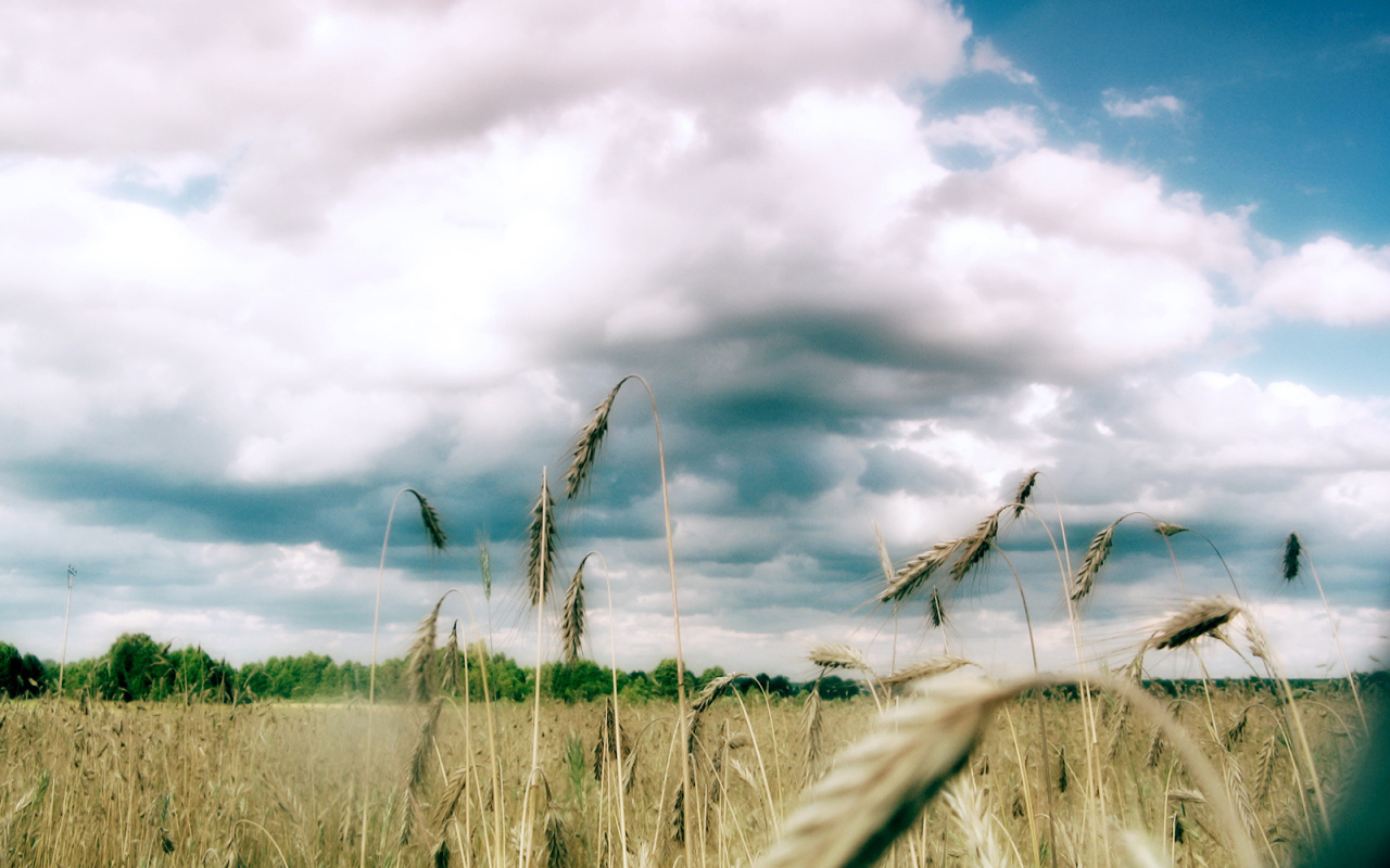 Колоски пшеницы под облаками