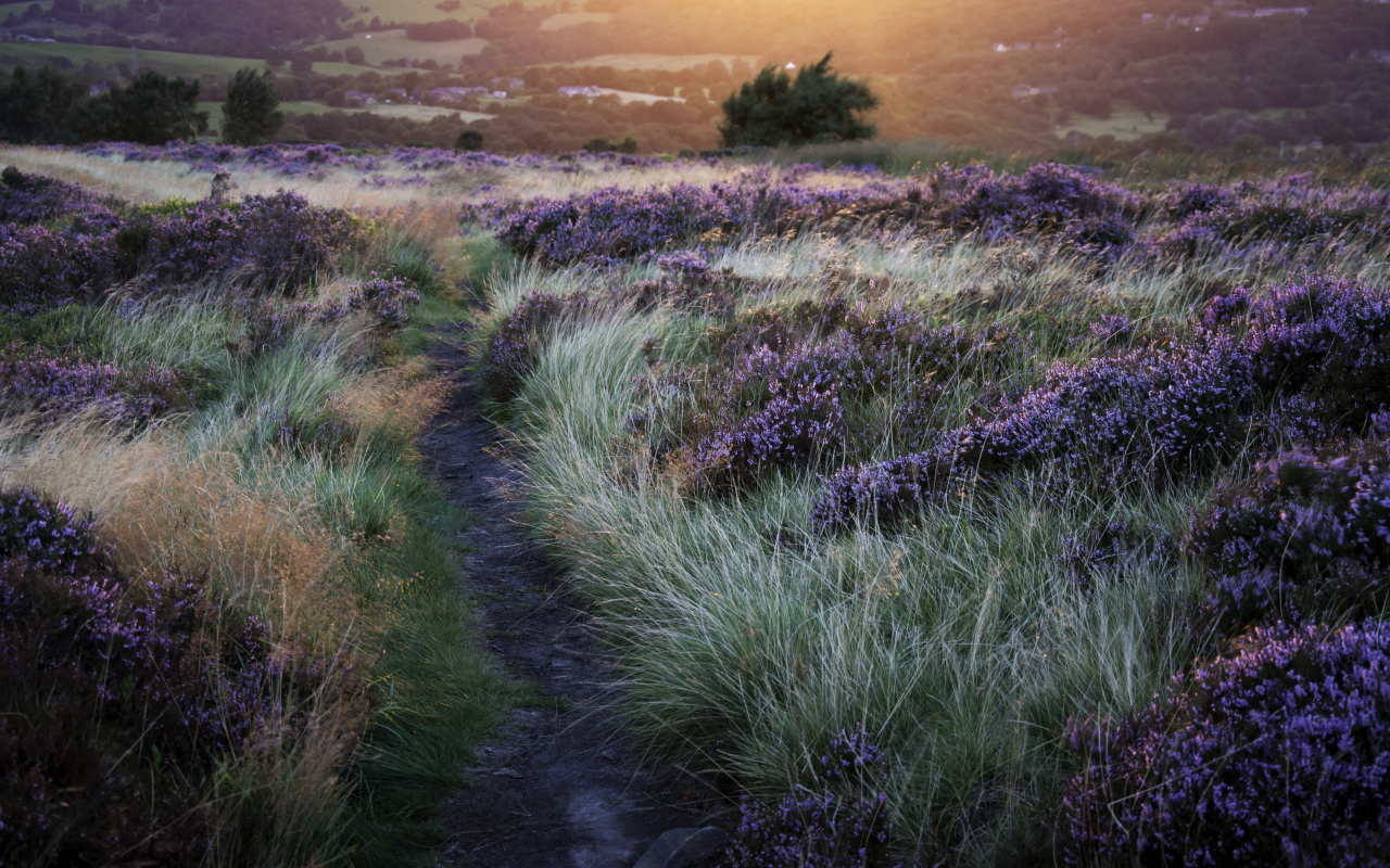 Тропинка через поле