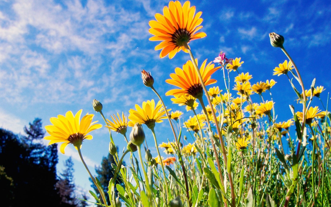 Африканские ромашки