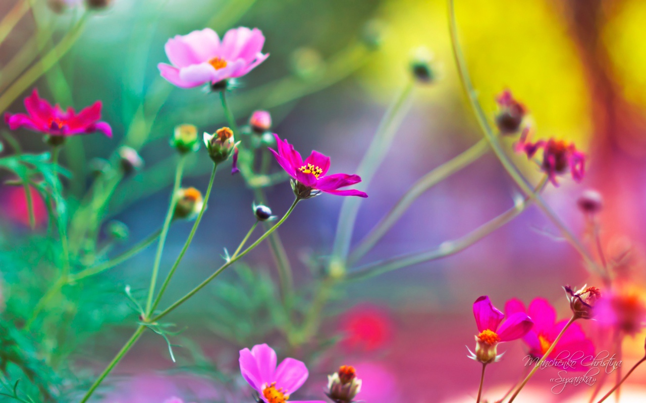 Удивительные цветы