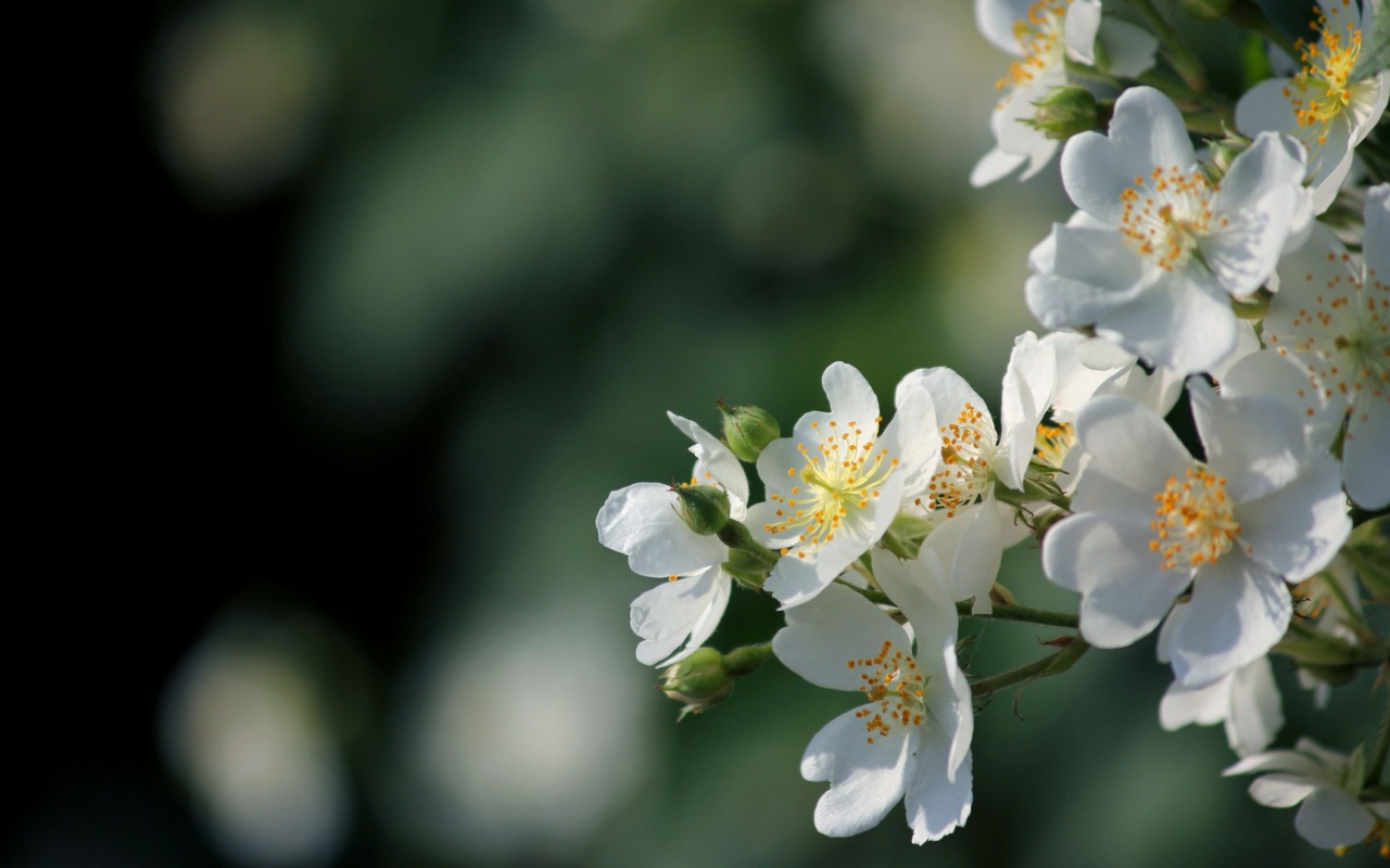Яблоневый цвет