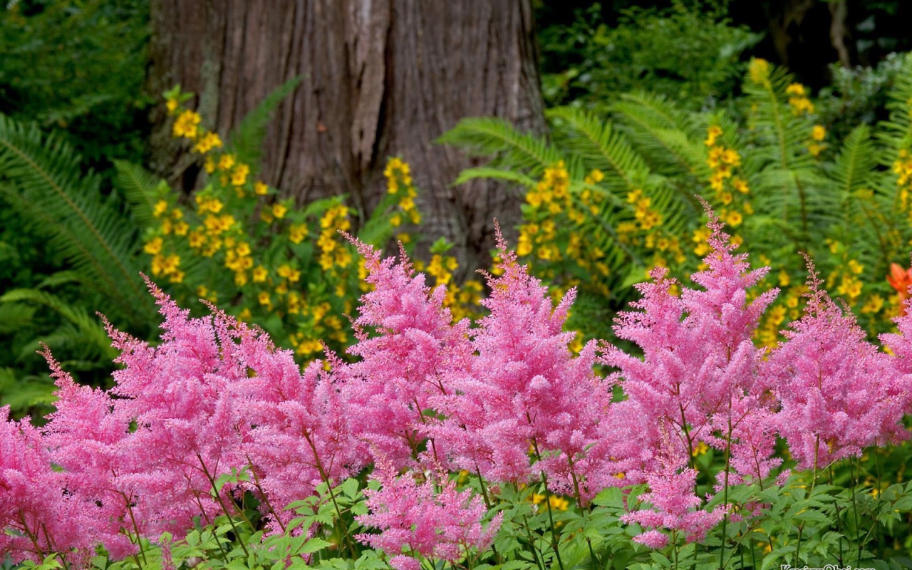 Красивая астильба в саду