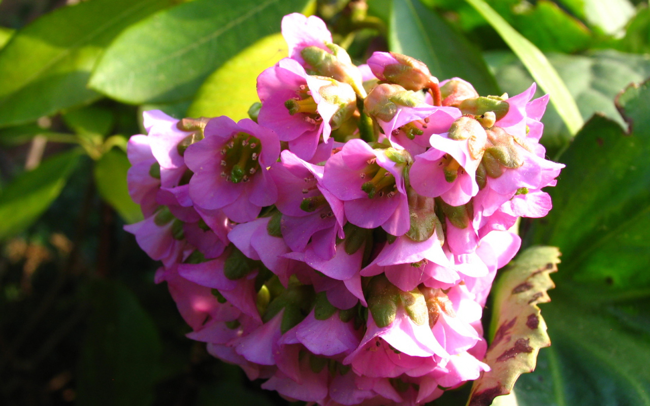 Бадан красивое растение в саду