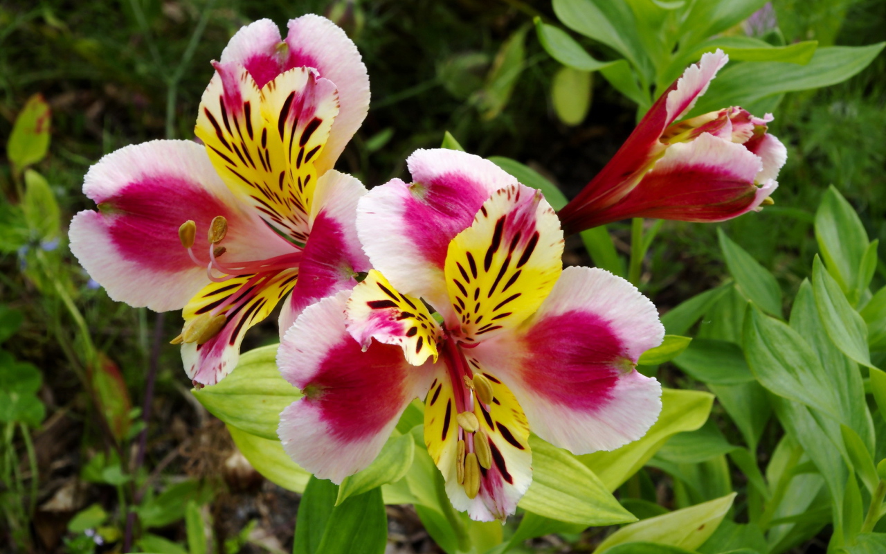 Красивая альстремерия на дачном участке