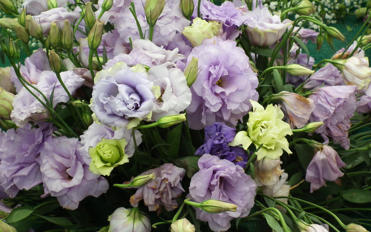 Красивая эустома (ирландская роза) на дачном участке