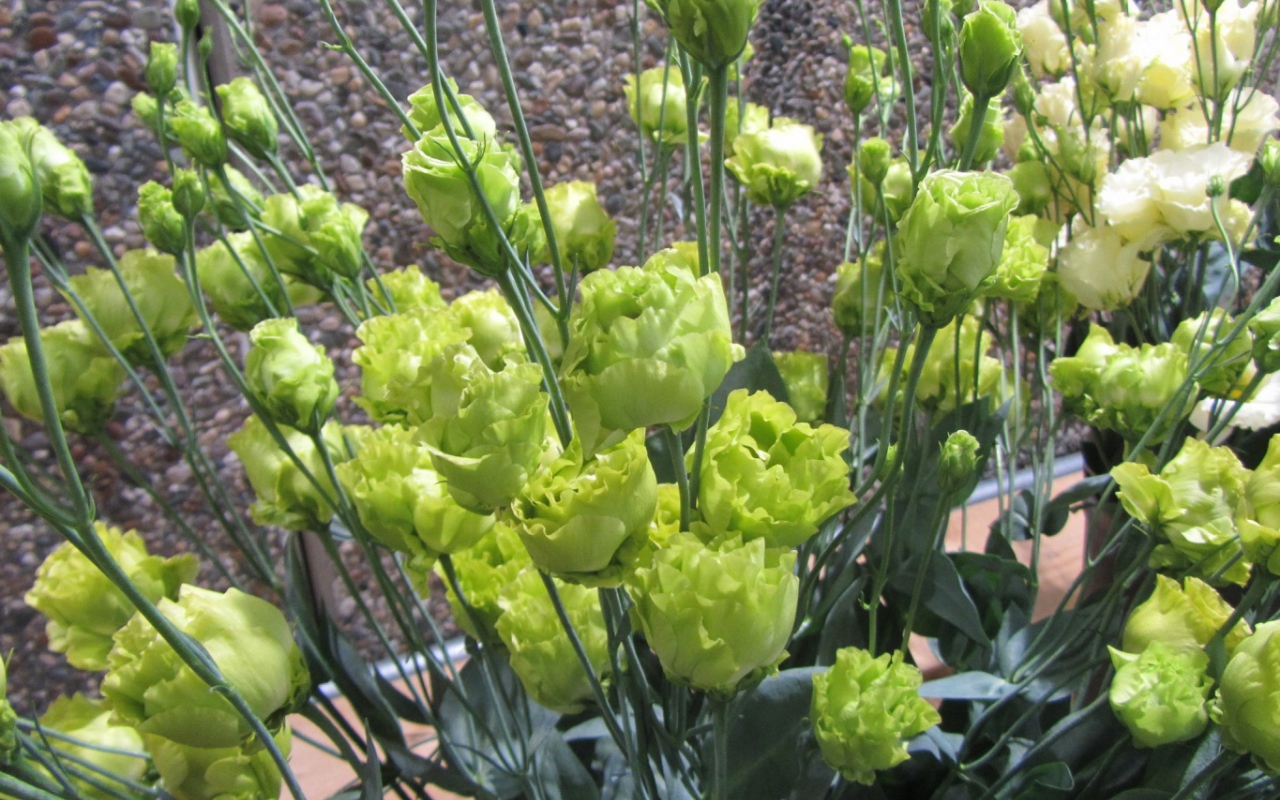 Красивая эустома (ирландская роза) в саду