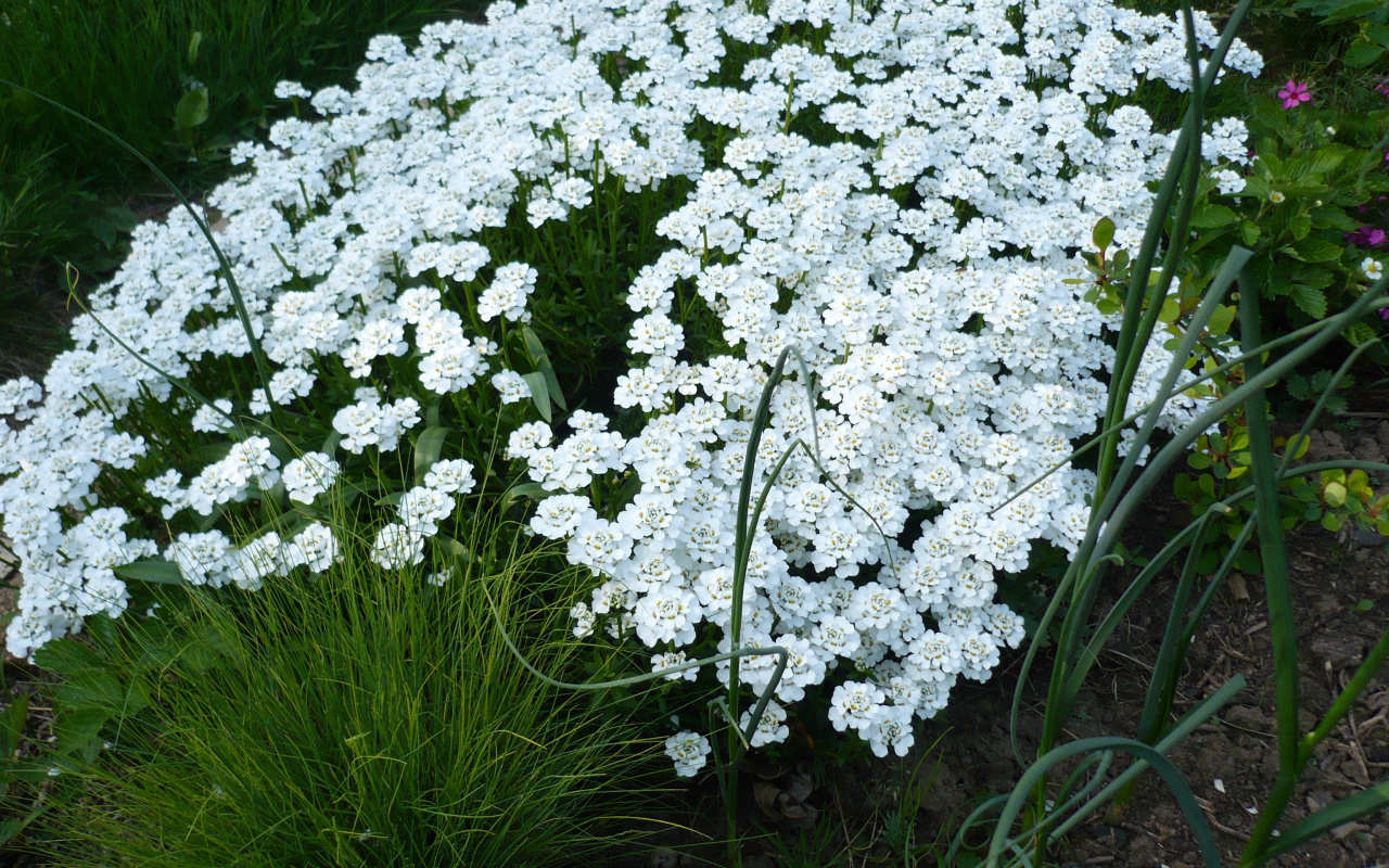 Красивый иберис на дачном участке