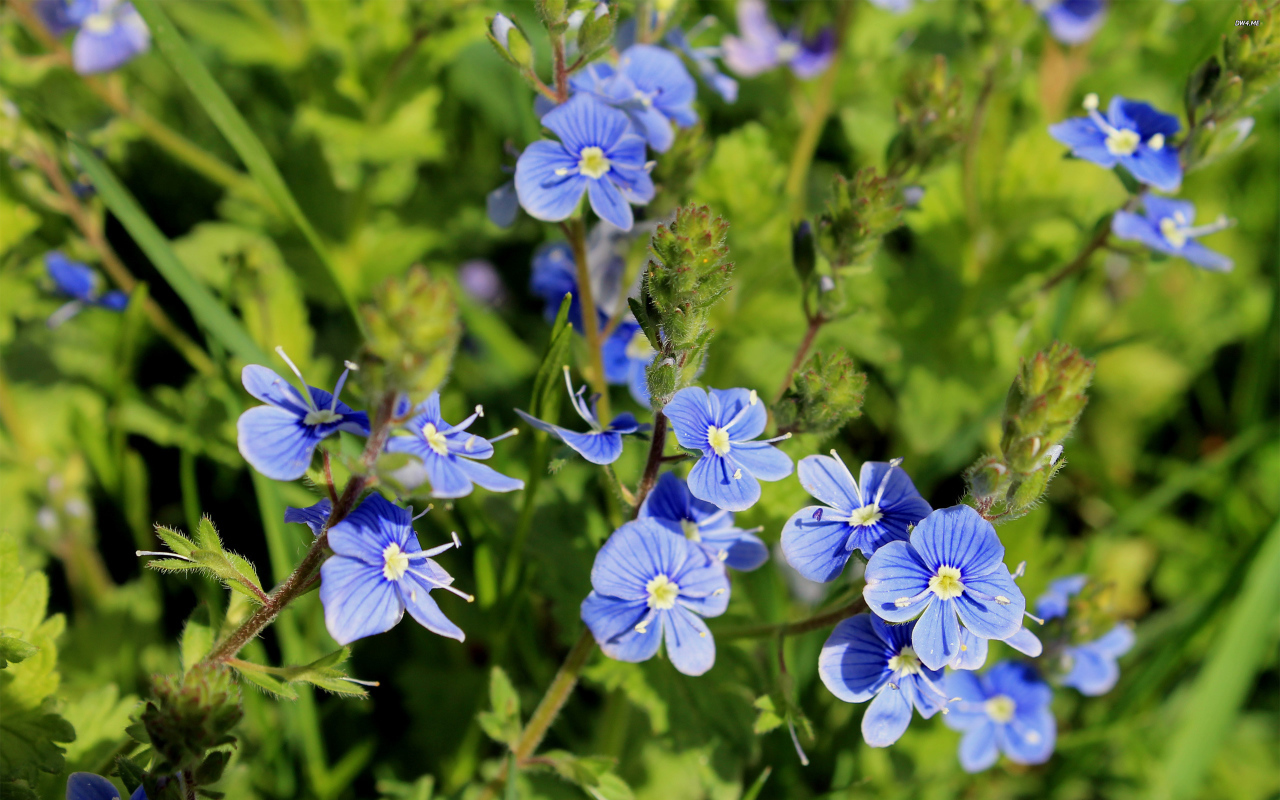 Красивая вероника на дачном участке