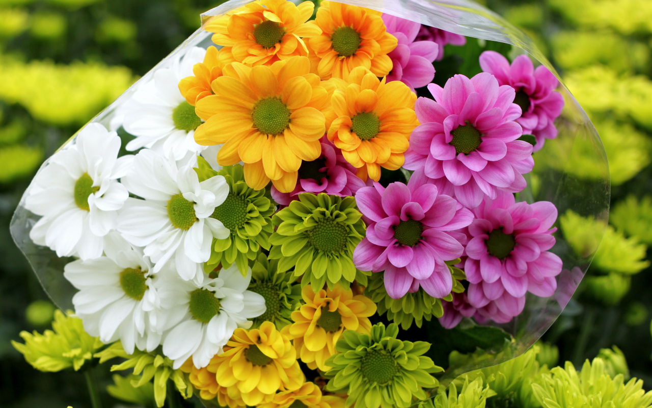 Красивые и яркие цветы хризантема