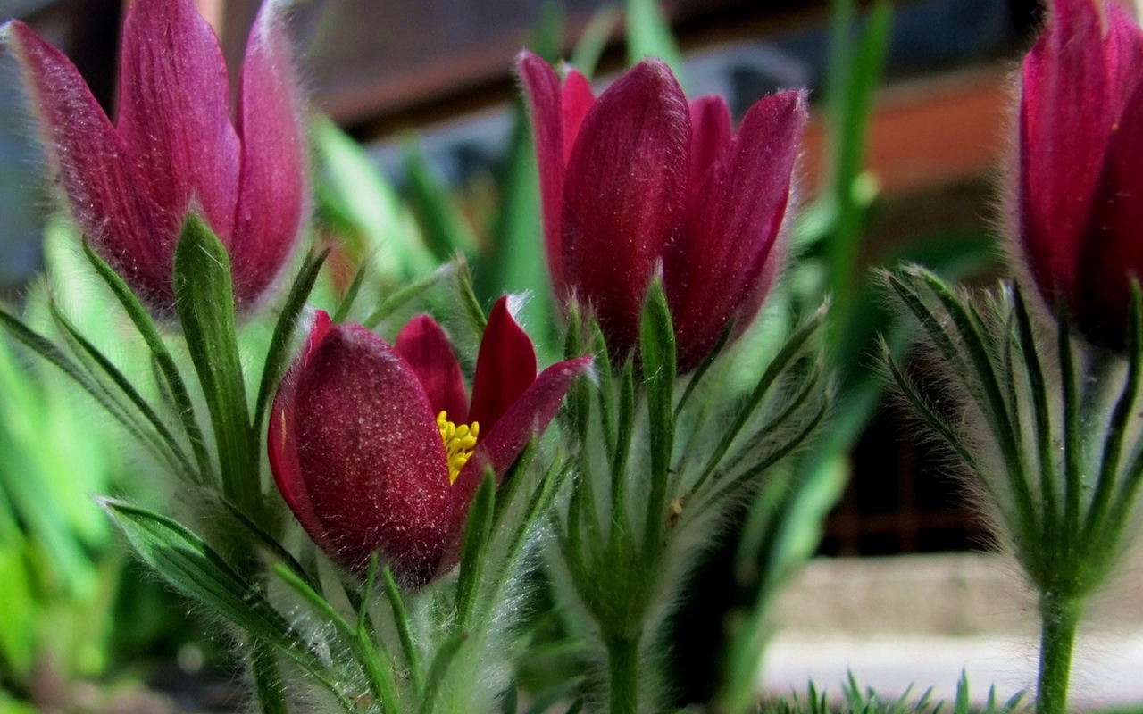 Красивая анемона в саду