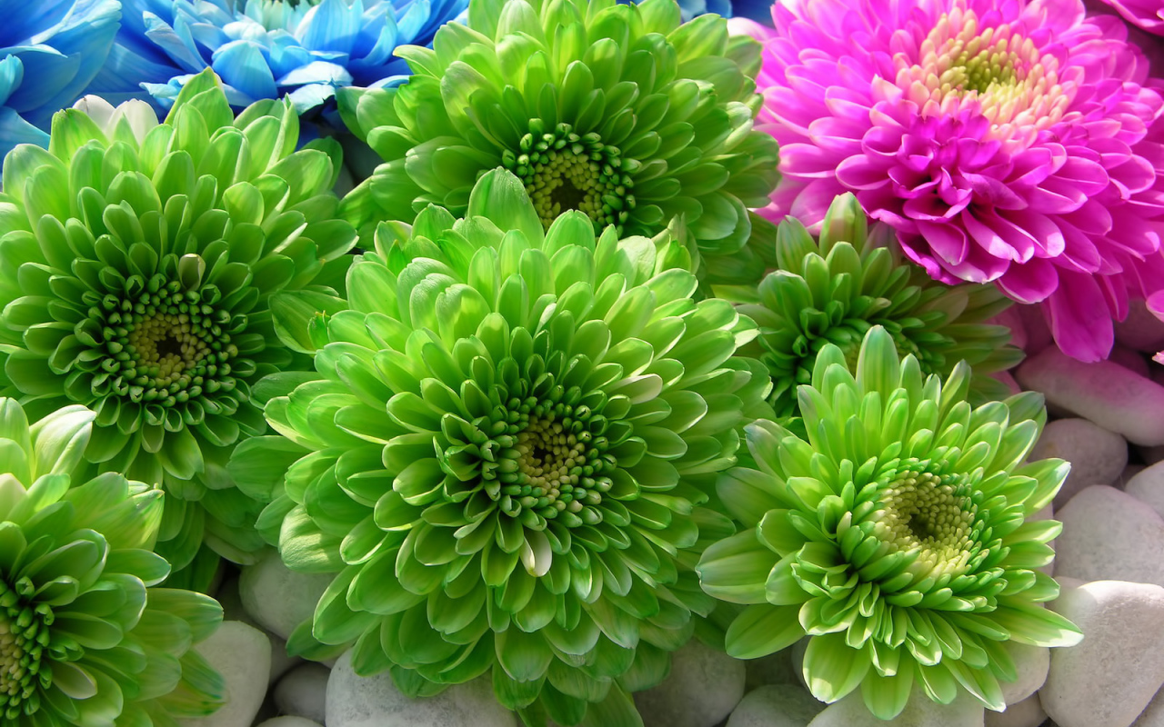 Красивая астра в саду