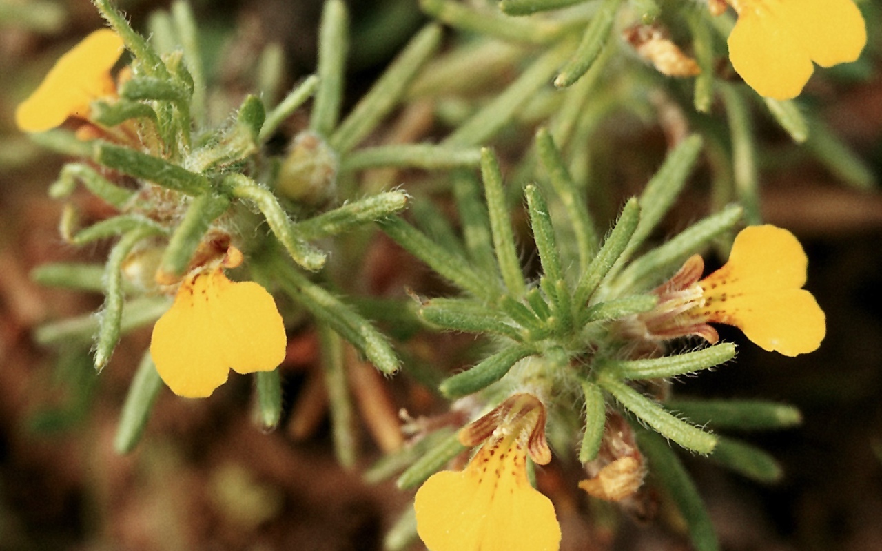 Красивая аюга на дачном участке