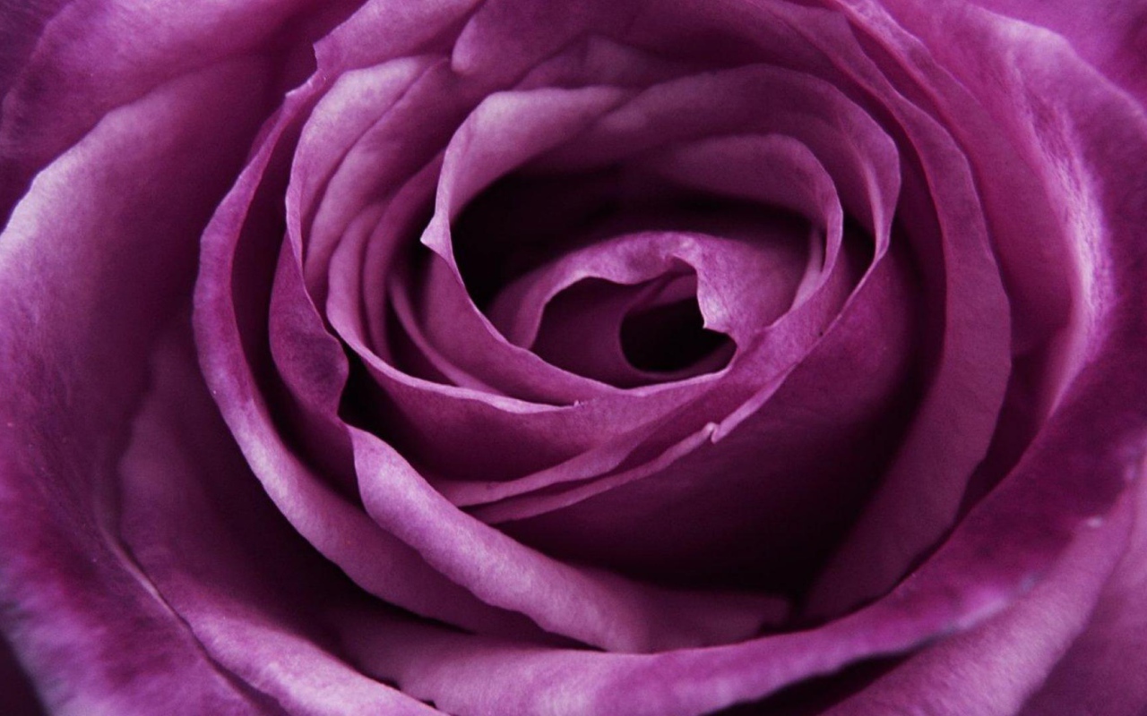 Красивая большая фиолетовая роза крупным планом