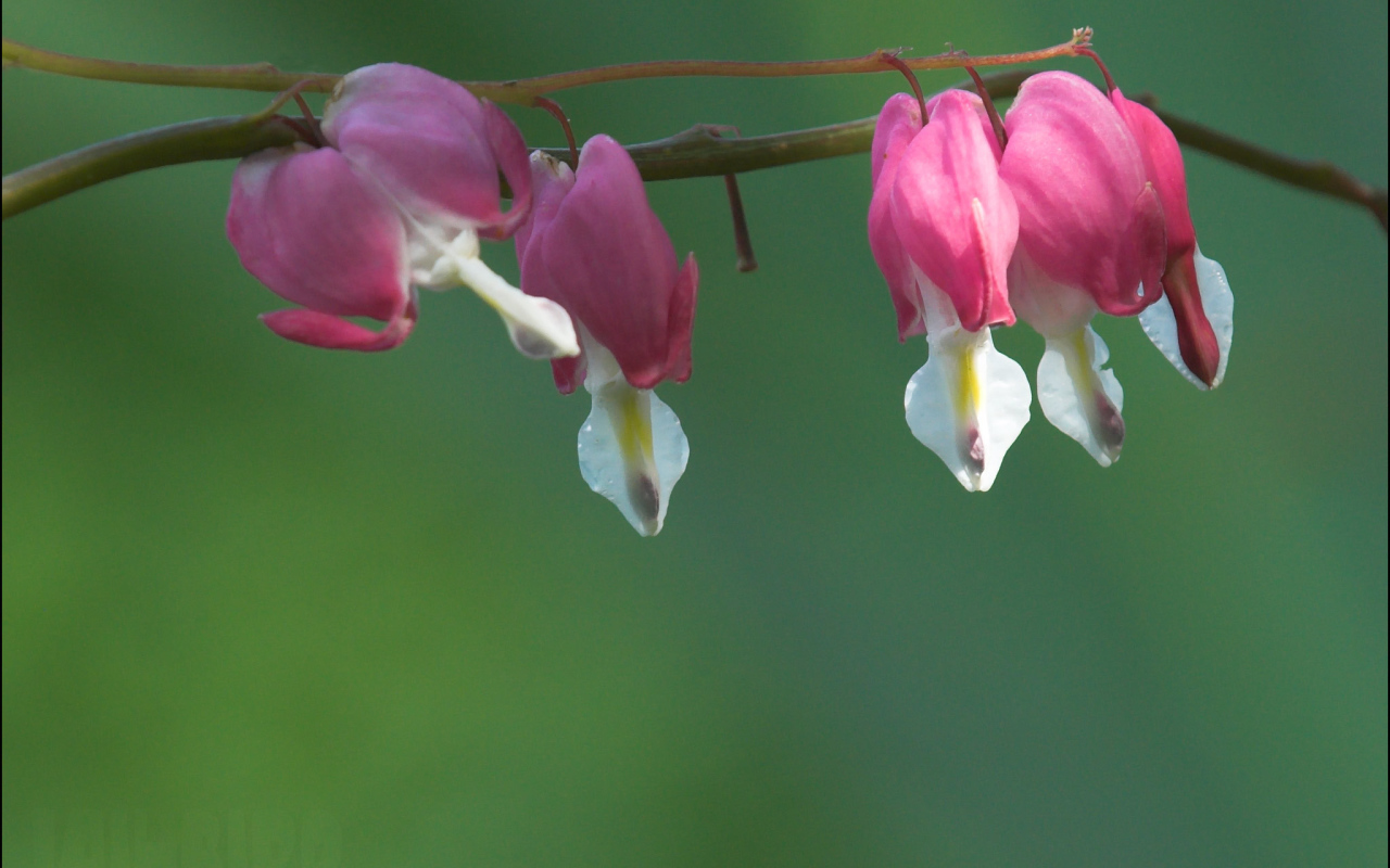 Красивые цветы дицентра в парке