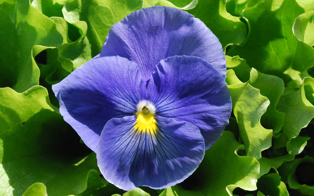 Красивый голубой цветок анютины глазки