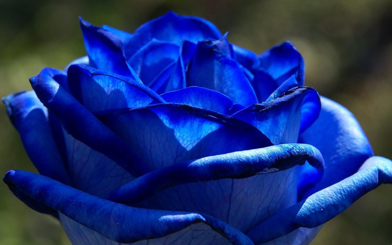 Красивая синяя роза на фоне листвы