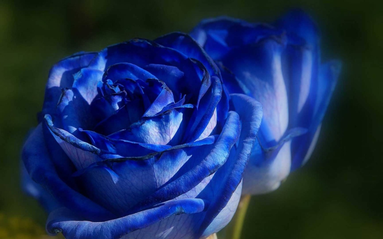 Красивые синие розы на фоне зелени