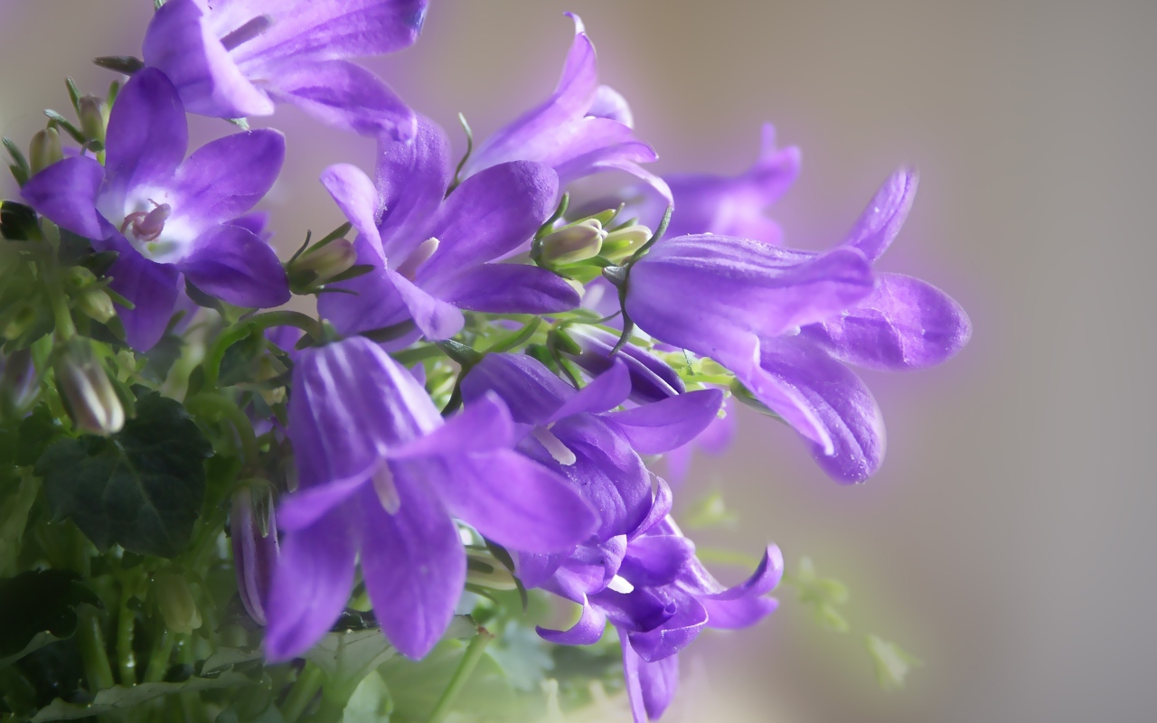 Красивые колокольчики